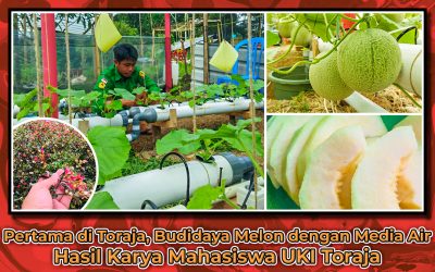 Pertama di Toraja, Budidaya Melon dengan Media Air Hasil Karya Mahasiswa UKI Toraja